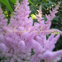 Астильба Арендса Глория Астильба Арендса Глория